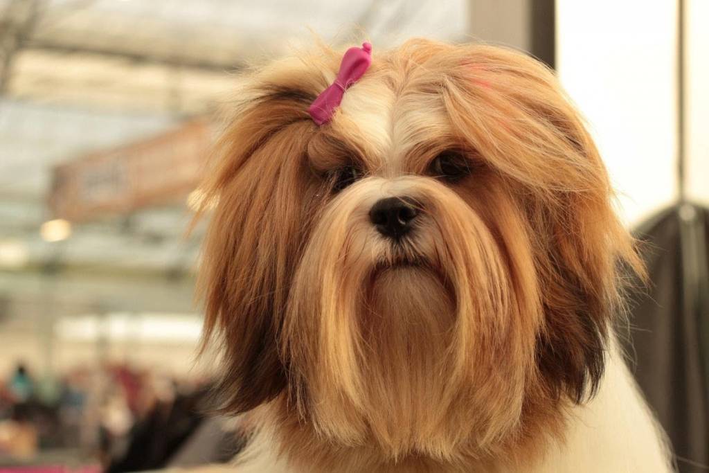 what you should know about the lhasa apso dog - What You Should Know About the Lhasa Apso Dog