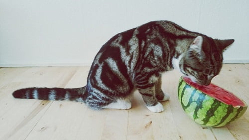 cat with watermelon - An Unbiased View Of can cats eat watermelon