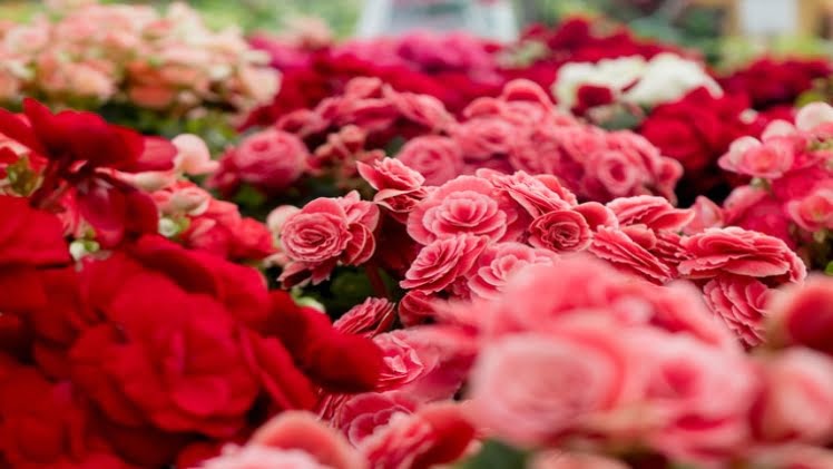 pexels gustavo tabosa 698884 - Different Types Of Rose Bouquets That You Can Consider While Gifting