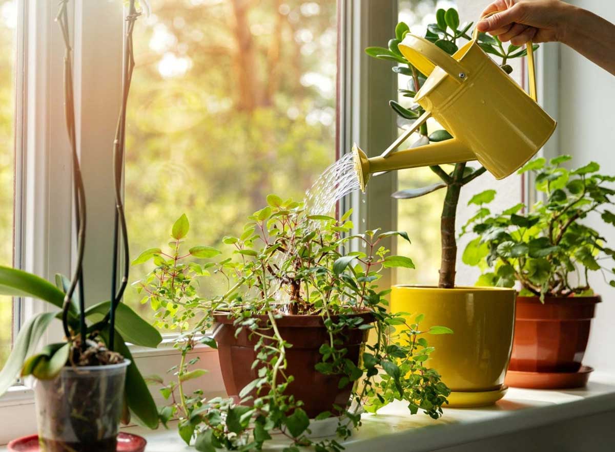 How to Care for your Large House Plants 
