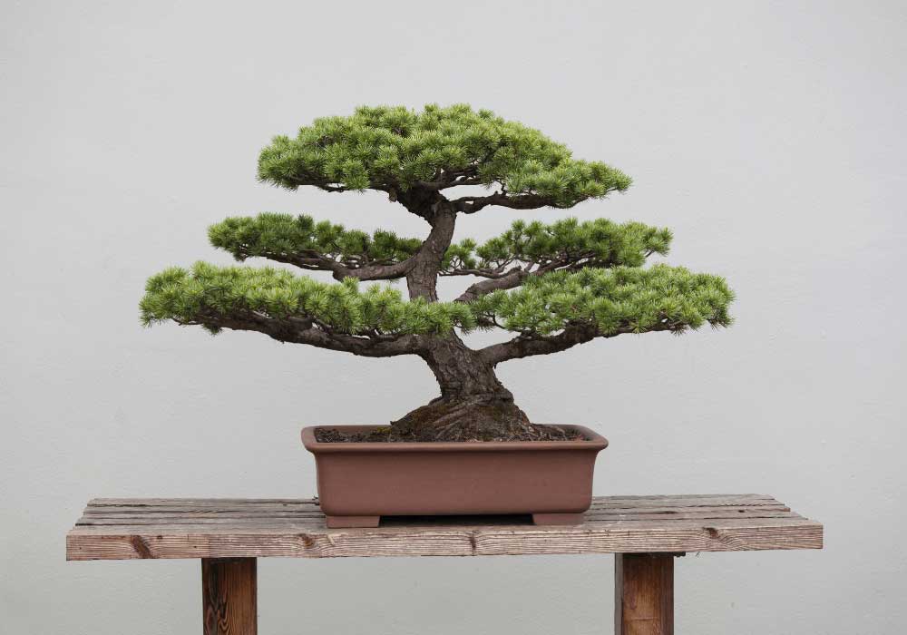 Ficus-Bonsai-Tree