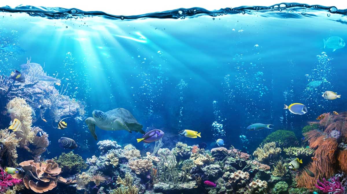 Dangerous For Our Oceans & Marine Life