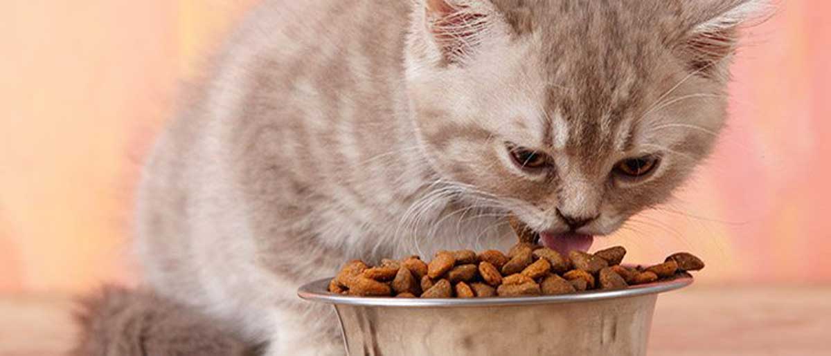 7 Foods You Should Avoid Feeding Your Cats