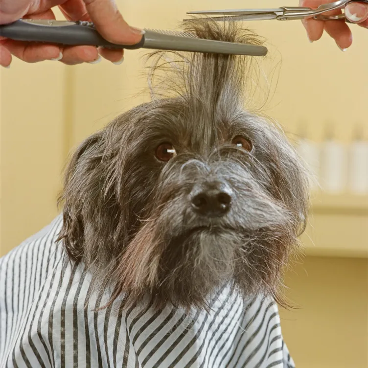 How to Give Your Dog a Haircut at Home 104977 1 - How to Give Your Dog a Haircut at Home
